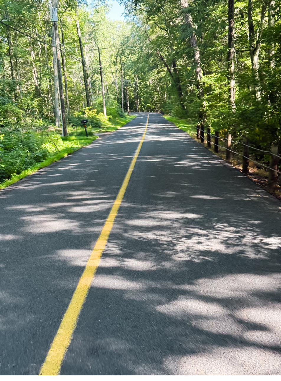 An empty back road under trees early on a summer morning