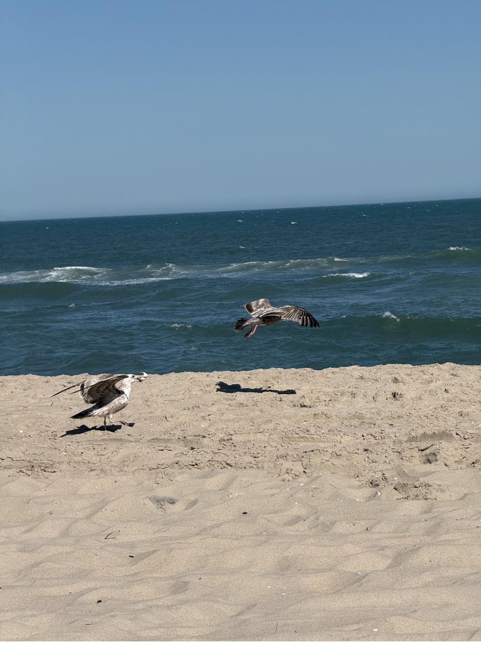 Two gulls along the tideline of a quiet beach