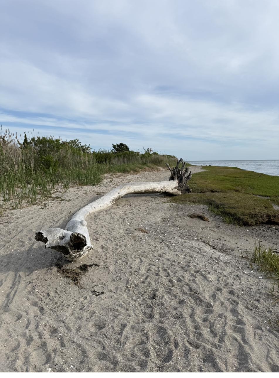 Driftwood along the Sound on a summer morning