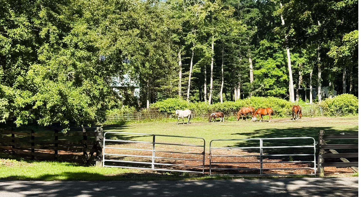Horses grazing in a fenced field beside the road