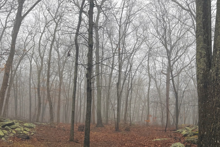 Foggy winter forest